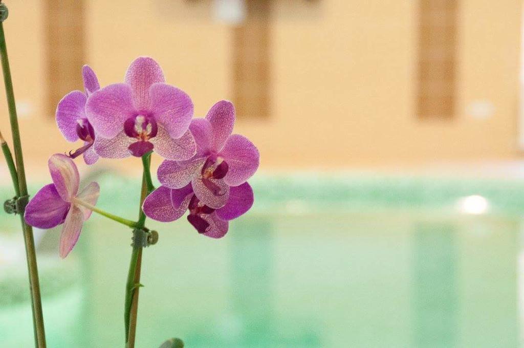 Bornemisza Kuria Apartment Tiszabecs Ngoại thất bức ảnh